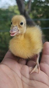 Cute Baby Duck Making Adorable Sounds | Duckling Voice 🎶🦆l Experience the cutest moment ever! In this video, a tiny baby duck makes adorable, sweet sounds that will melt your heart instantly. Watch how this cute duckling tries to communicate in the softest voice — perfect for animal lovers, kids, and anyone who enjoys cute pet videos. #Babyduck #cuteduck #babyanimals #duckvideos #duck | I Love Pets
