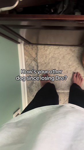 Meet Snoop: My 13-Year-Old English Labrador