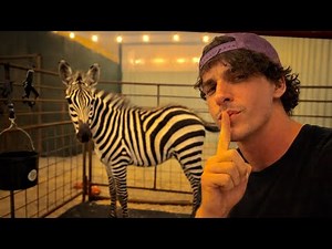 I Bought a Zebra From Temu