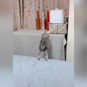 Life is better with cats :3 | Animal Life