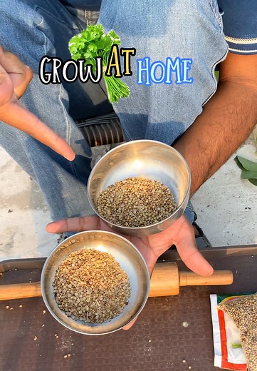 Mejores 2 formas de cultivar cilantro en casa