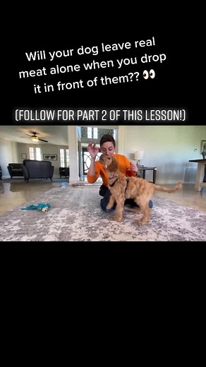 Teach Your Dog to Leave It Today! 🐶