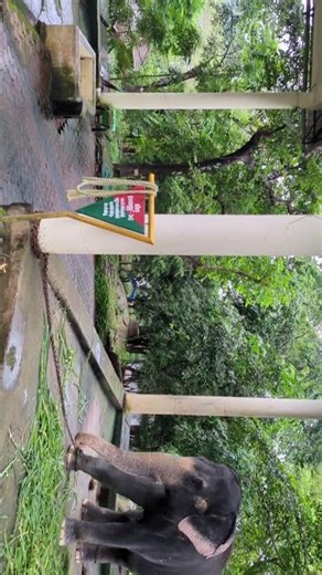 Kerala’s giants, calm… powerful… beautiful #konnielephantcamp #elephantrescue #kerala #keralatourism