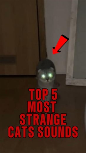 Top 5 Most Strange Cat Sounds Ever Caught on Camera! #CatSounds #FunnyCats #TalkingCats #viralcats