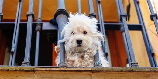 Neglected dog jumps from balcony in desperate bid to escape cruelty