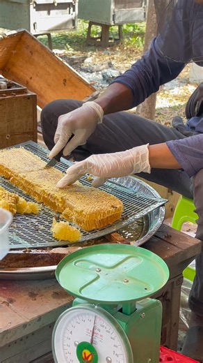 4.9K views · 37 reactions | Daily work in the honey harvesting farm. | Phary BeeKeeper | Facebook