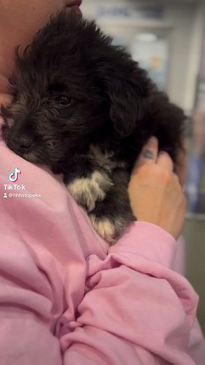 Guess who’s coming up for adoption today? While dog adoptions are still $0, donations are welcomed and greatly appreciated. Every dollar makes a difference in providing vaccinations and other essential care to the hundreds of animals at the shelter! | Helping Hands Humane Society