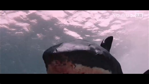 16M views · 309K reactions | 凉【Collection】Tourists encounter a shark, and the beauty survives at the sea alone! 【高光合集】游客出海遭遇鲨鱼，美女在海上极限求生！ #HugeShark #巨鲨之夺命鲨滩 #YOUKUMOVIE #优酷电影 | Youku Movie | Facebook