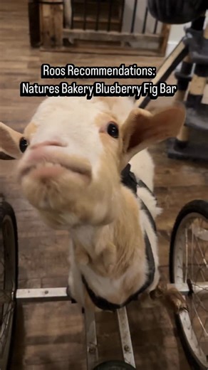 Attempt #4 at having a company send Roo some snacks since she is clearly an influencer 💅🏻 Roos snack last night was a @naturesbakery blueberry bar (there are 2 pieces per package and she gets one a night). They are like a big, soft fig newton. Roo loves them! She sees the package and comes zooming over before I can even get it open. The raspberry flavour is her favourite, but she loves blueberry as well… just not quite as much. You can tell how much Roo likes a snack based on how many lip lick