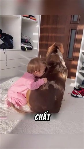 Chú Chó Vẻ Ngoài Hung Tợn Nhưng Trái Tim Dành Trọn Cho Trẻ Nhỏ #thegioidongvat