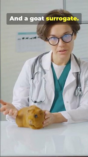 This Animal Went Extinct Twice?!