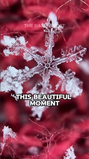 Capturing a Single Snowflake! ❄️ (via: erinmariephoto/TT)