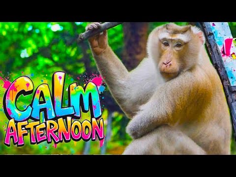 A Calm Afternoon Observing Wildlife | Life in the Jungle