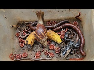 Catch Attractive Venomous Scorpion, African Snails, Red Spotted Millipede, Giant Millipede, Bugs