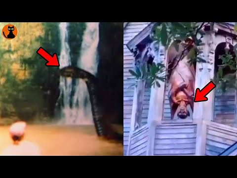 【第二弾】アフリカ大陸で目撃された未確認生物UMA８選(ゆっくり解説)#.95