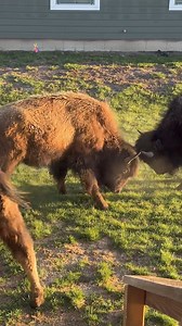 79K views · 2.3K reactions | It’s usually just the male bison fighting during the rut, but sometimes the moms get feisty too! This is from earlier this spring in our yard near Yellowstone #yellowstone #wildlifephotography #Montana #wildlife #nature #naturephotography | Trent Sizemore Photography | Facebook