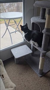 Even wonder what your Cat sees through the window. What is Batmans cat TV obsession?