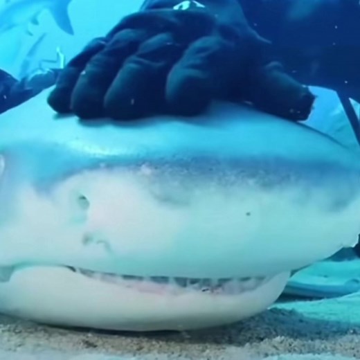 Silly Sharks Compilation | Funny Shark Moments | Cute Shark Videos