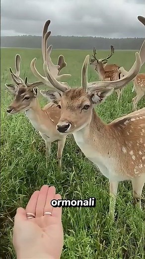 The real reason deer shed their antlers #biology #survival