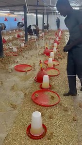 The dominion given to a human being must be evident... That's the voice of Mama Magaya on one of her projects of keeping chickens for eggs. 𝗪𝗲 𝗮𝗿𝗲 𝗶𝗻 𝘁𝗵𝗲 𝗦𝗲𝗮𝘀𝗼𝗻 𝗼𝗳 𝗛𝗮𝗿𝘃𝗲𝘀𝘁! It shall be continuous daily, every moment, every time until you stand in front of the world to testify! 𝐼𝑠𝑎𝑖𝑎ℎ 9:3 𝑁𝐾𝐽𝑉 𝑌𝑜𝑢 ℎ𝑎𝑣𝑒 𝑚𝑢𝑙𝑡𝑖𝑝𝑙𝑖𝑒𝑑 𝑡ℎ𝑒 𝑛𝑎𝑡𝑖𝑜𝑛 𝐴𝑛𝑑 𝑖𝑛𝑐𝑟𝑒𝑎𝑠𝑒𝑑 𝑖𝑡𝑠 𝑗𝑜𝑦; 𝑇ℎ𝑒𝑦 𝑟𝑒𝑗𝑜𝑖𝑐𝑒 𝑏𝑒𝑓𝑜𝑟𝑒 𝑌𝑜𝑢 𝐴𝑐𝑐𝑜𝑟𝑑𝑖𝑛𝑔 𝑡𝑜 𝑡ℎ𝑒 𝑗�