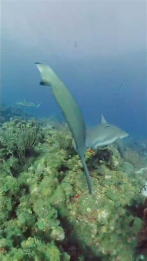 Caribbean Reef Shark