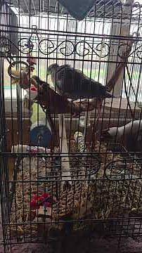 Birdie don't know what to do with the new baby!