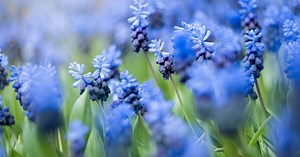20 flores azuis que nem parecem de verdade