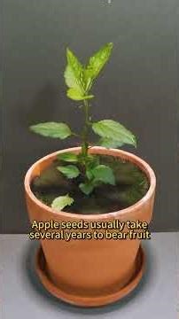 Grow Apple Trees From Seeds 🍎