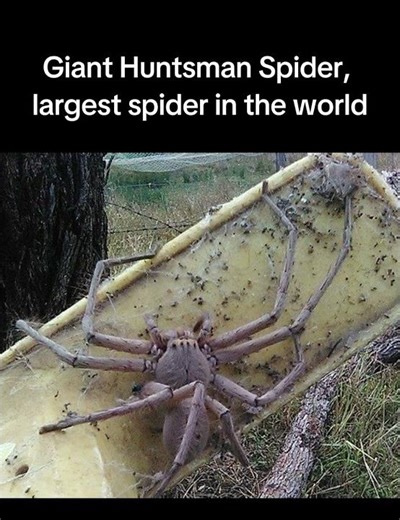 CREEPY REAL PHOTOS 😨 #creepy #creepyhistory #history #historyphotos #facts #historica #spider
