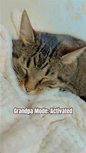 Title: Sound of a happy nap 😴 #cat #shorts #sleep #nap #cutecat