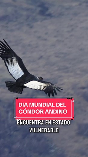 Cóndor Andino: El Gigante de los Andes