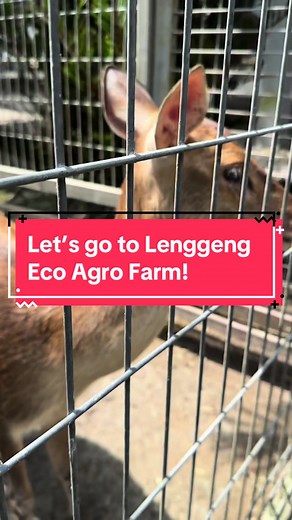 Exploring Lenggeng Eco Agro Farm and Rabbit Fun Land