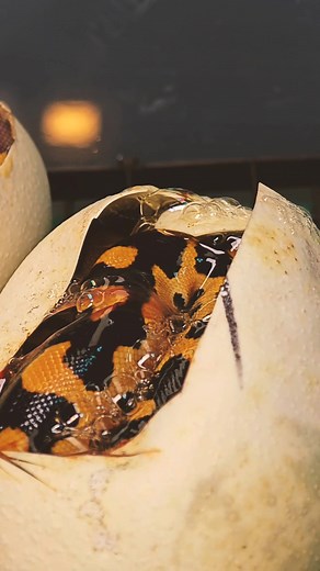 Still can't believe we hatched these insane animals this year! . . . #eternalmorphs #burmball #ballpython #burmesepython #python #snakesofinstagram #reptilesofinstagram #snake #livingart #ballpythonthailand #볼파이톤 #뱀 #ヘビ #ボールパイソン #爬虫類 #蛇 | Eternal Morphs