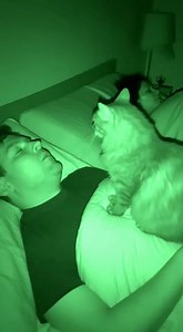 49K views · 234 reactions | Our Cat don't like snoring.. #cat #catlovers #snoring #animallover #petlovers #catlife #catsofinstagram #catoftheday #catsoffacebook | New Pakistan | Facebook