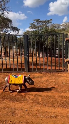 A very young orphaned rhino wearing its protective blamket trotting after their caretaker at Sheldrick Trust nursery. [📹 Sheldrick Wildlife Trust]