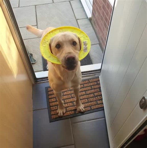 #labrador #dogvideos #fy