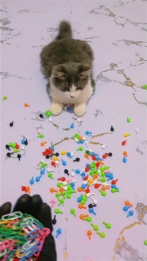 Luna Star #reversevideos #marblerunandmore #cat #reverse