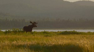 Maine Moose Reel 2014