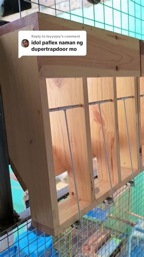 Exciting Pigeon Racing Tips and Strategies