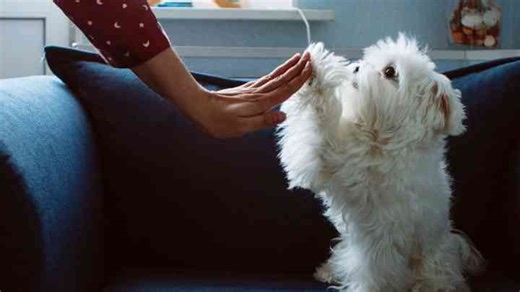 The 10 Best Dog Breeds for Retirees and Seniors