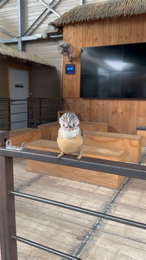 🦜 Nos oiseaux en semi-liberté jouent à cache-cache ou viennent dire coucou. Respectons-les ensemble !🌿 Ecoute les conseils d‘Ilona, notre guide dans la Réserve Tropicale. — #reservetropicale #oiseaux #birdlovers | La Ferme aux Crocodiles - Réserve Tropicale