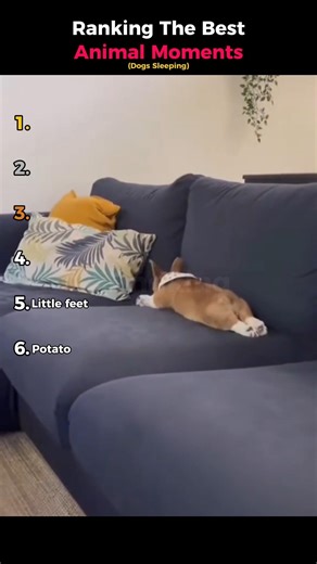 Ranking The Best Animal Moments (Dogs Sleeping)