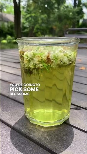 Make White Clover Tea