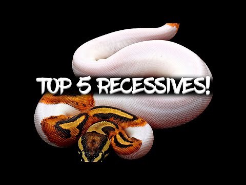 The Top 5 Recessive Ball Python Morphs!