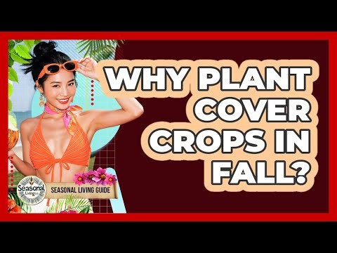 Why Plant Cover Crops In Fall?