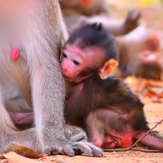 6.6K views · 227 reactions | Tiny newly baby macaque, cute baby monkey trying to hug mom | Monkey BC | Facebook