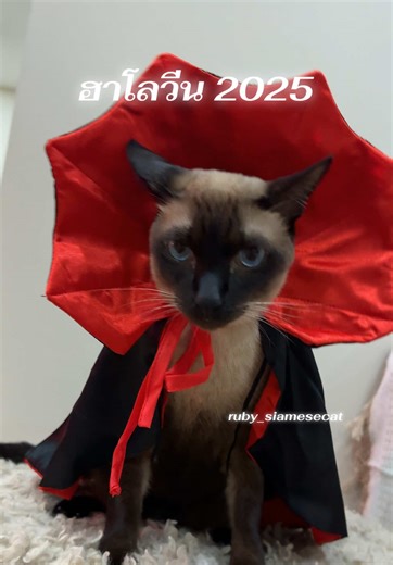 ฮาโลวีน 2025: ความเหงาชาวอเมริกัน