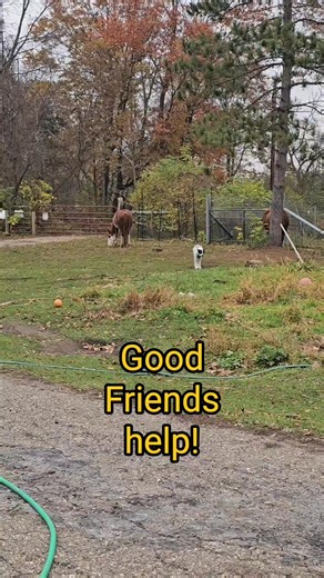 955K views · 49K reactions | A little help? #help #emotionalrescuedogs #dogs #happy | Emotional Rescue LLC | Facebook