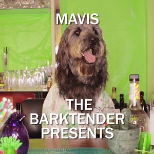 49K views · 349 reactions | Meet our Barktender Mavis and let her teach you to make a dog inspired cocktail. Here she will walk you thought the steps of making a delicious cocktail called The Pit Bull! WARNING: Cocktails are for humans only. Alcohol is toxic for dogs. | DogTime | Facebook
