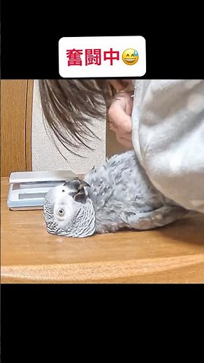 発情すると「くっつき虫」🦜 ヨウムあるある #ヨウム #AfricanGrey #ヨウムのボンボン # #鳥 #インコ #発情期 #発情対策 #ヨウムあるある #インコあるある #Parrot
